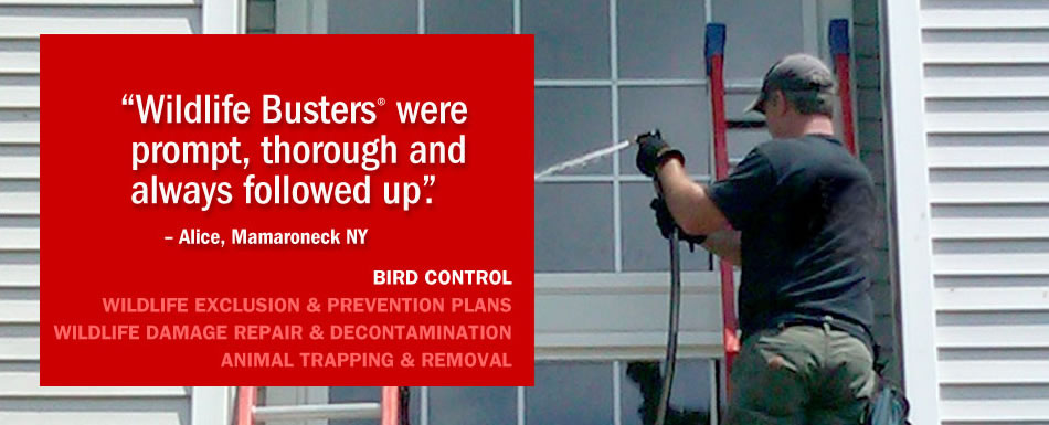 Bird Control