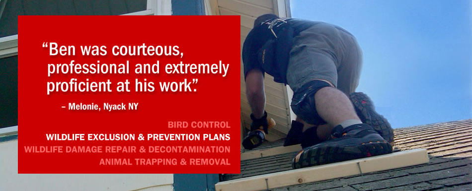 Wildlife exclusion prevention plans