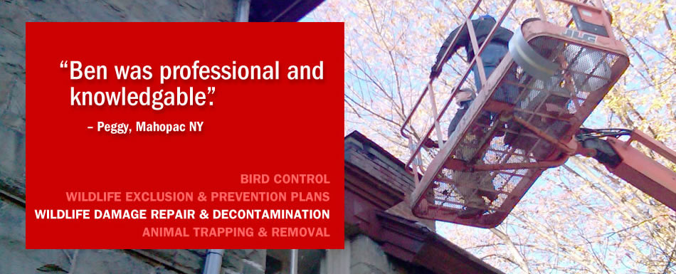Wildlife damage repair and decontamination