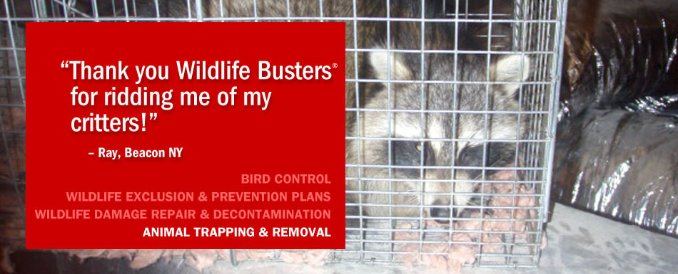Animal removal trapping