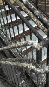 bird droppings control bird droppings control