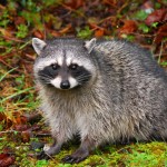 Raccoon trapping Raccoon trapping