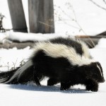 skunks trapping skunks trapping