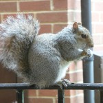 squirrels trapping squirrels trapping