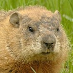 woodchuck_trapping woodchuck, ground hogs, woodchuck trapping