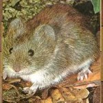 Vole for Wildlifebusters Vole for Wildlifebusters