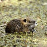 muskrat picture 2 muskrat picture 2