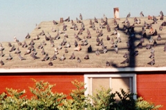 Bird Damage
