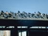Birds Pigs on shed roof