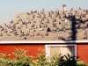 bird droppings damgage Resident
