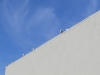 bird in  roof