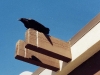 crow roof