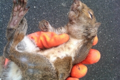 Dead Animal Removal
