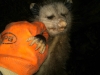dead opossum removal
