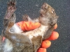 dead squirrel removal