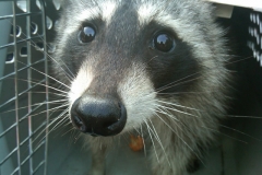 Raccoon
