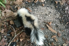 Skunks