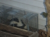 Skunks Trapping