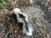 Skunks Trapping