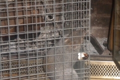 Squirrels