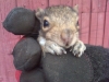 babysquirrel