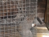 squirrel1