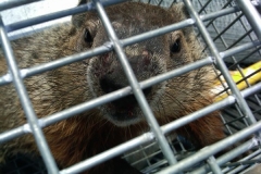 Woodchuck