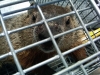 groundhog trapping