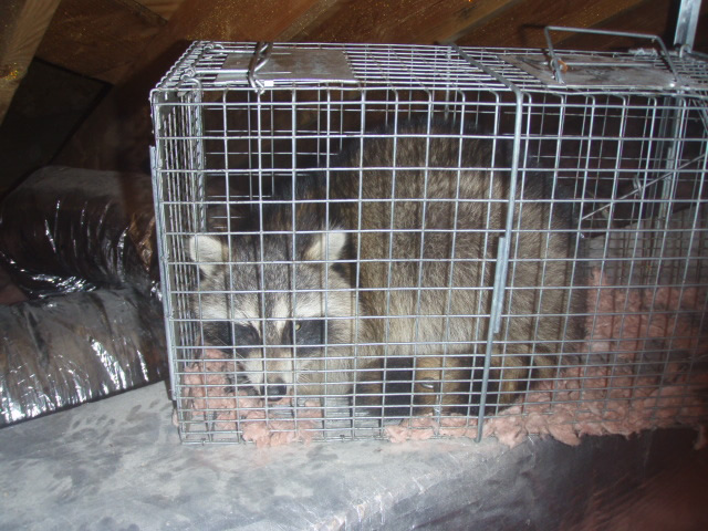 raccoon removal New York, 