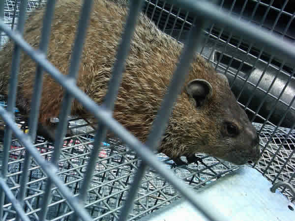 Woodchuck Removal , New York