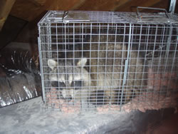 animal trapping raccoon