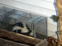 animal trapping skunk