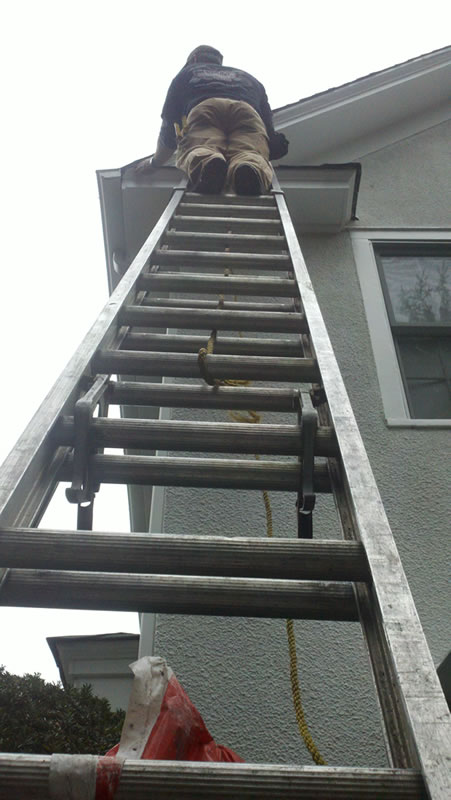 Image showcasing Bat Removal and Exclusion