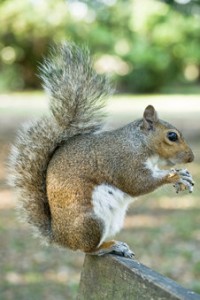 gray squirrel