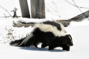 skunks facts and skunk information