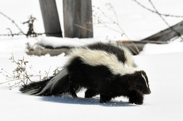 skunks trapping