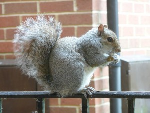 squirrels facts, information, habitats