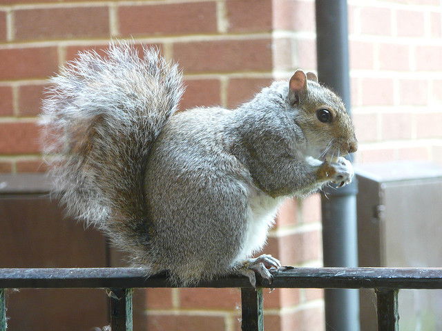 Get Rid of Squirrels in Your Attic - Fur Busters Wildlife Removal