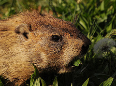woodchuck groundhogs