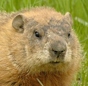 woodchuck, ground hog