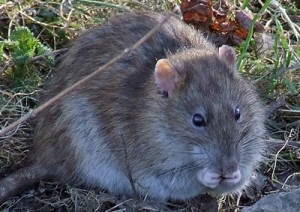 vole trapping