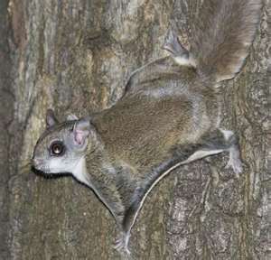 squirrels southern begeman roedores voador esquilo