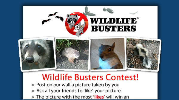wildlife busters contest