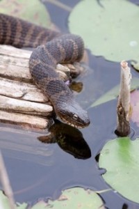 northern water snake