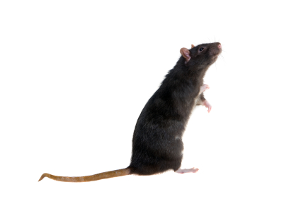 norway rat removal