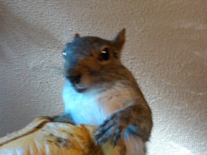 raccoons squirrels skunks