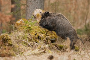 Wild boar foraging in old tree