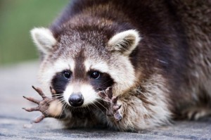 Raccoon ready to catch food