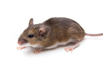 White-Footed Mouse Isolated
