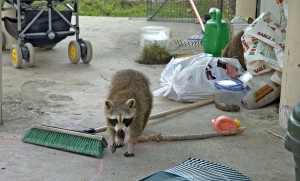 raccoon removal